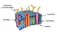 UD8. Membrana plasmática