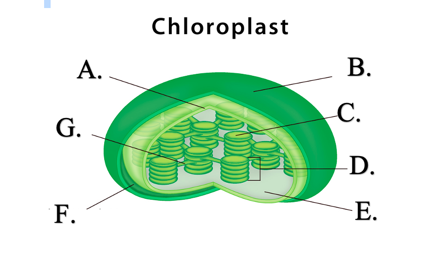 plant parts and their functions - Grade 8 - Quizizz