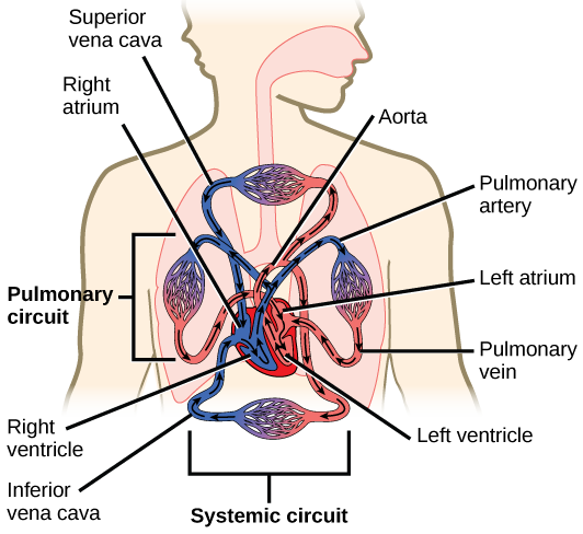 los sistemas circulatorio y respiratorio - Grado 6 - Quizizz