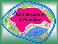 structure of a cell - Class 8 - Quizizz