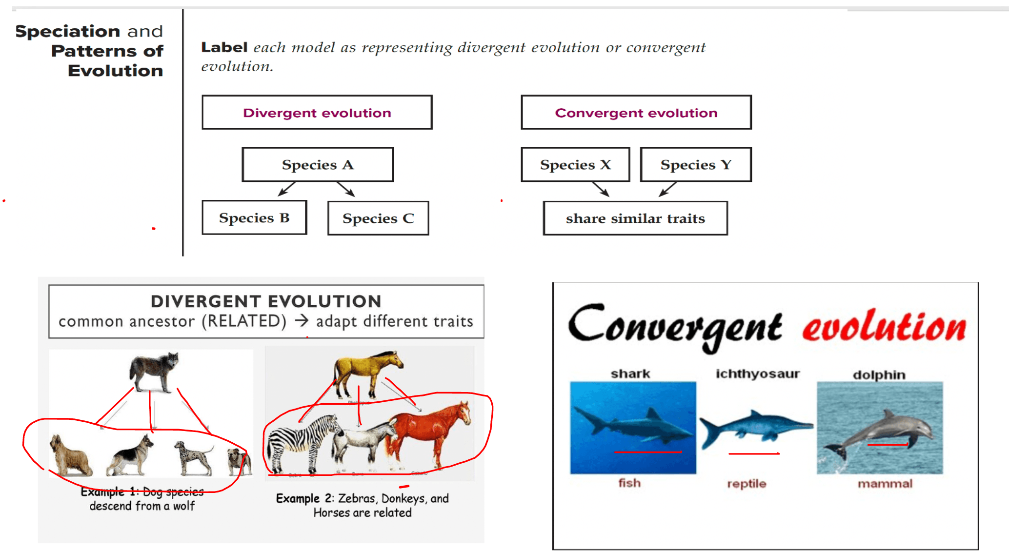 convergent evolution vs divergent evolution