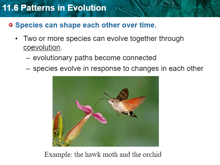 coevolution examples