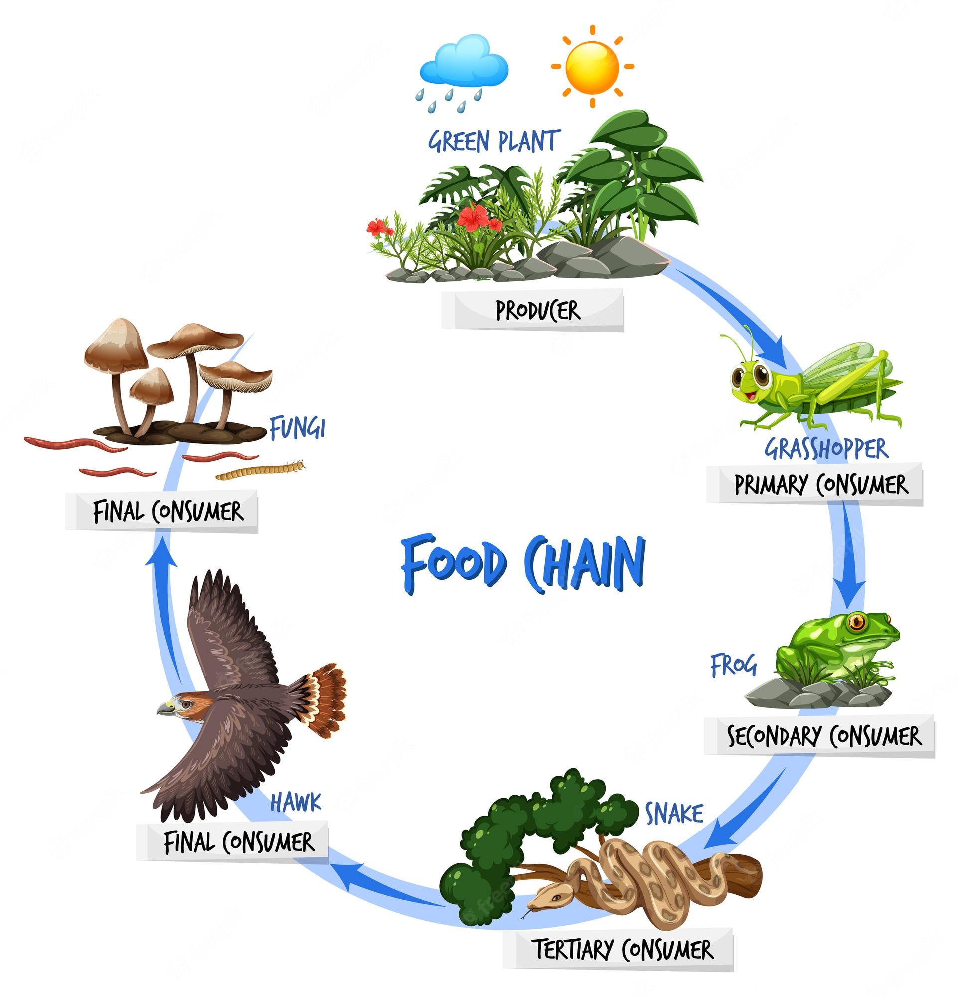 food chain - Class 11 - Quizizz