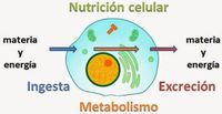 Biología del desarrollo - Grado 11 - Quizizz