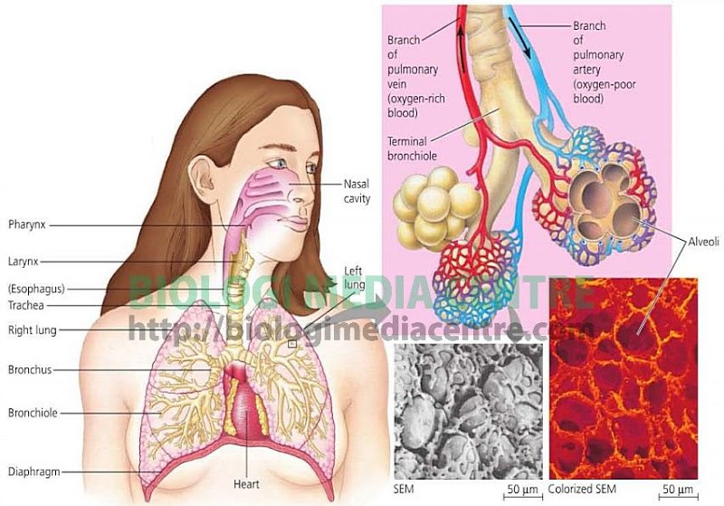 Sistem Respirasi Biology Quiz Quizizz