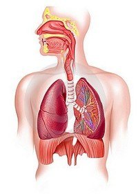 Karty anatomii - Klasa 9 - Quiz