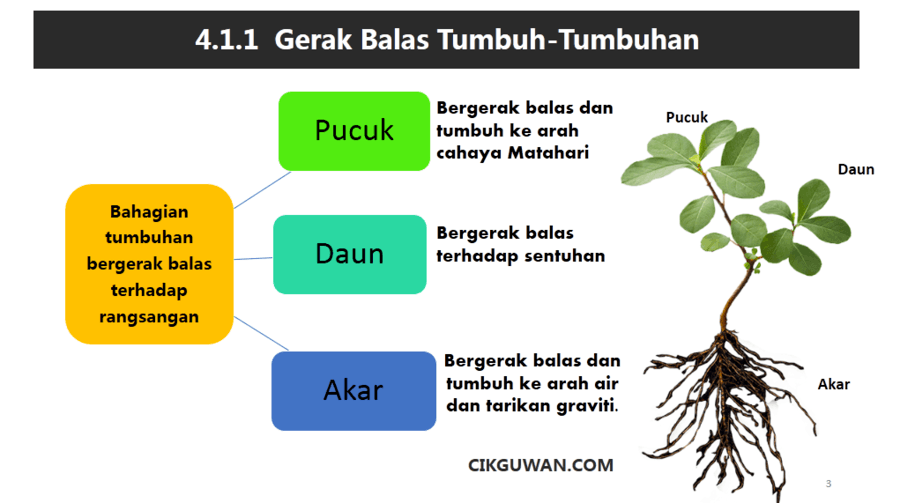 Tumbuhan 1 Science Quizizz