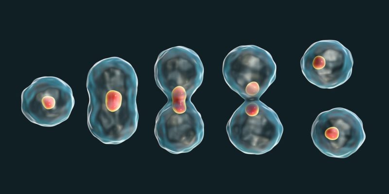 El ciclo celular y la mitosis. - Grado 11 - Quizizz