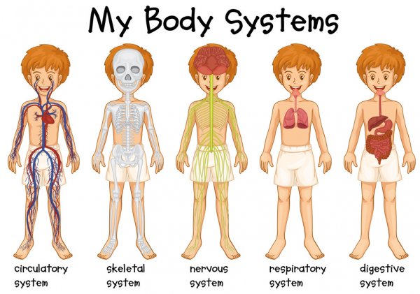 the circulatory and respiratory systems - Year 1 - Quizizz