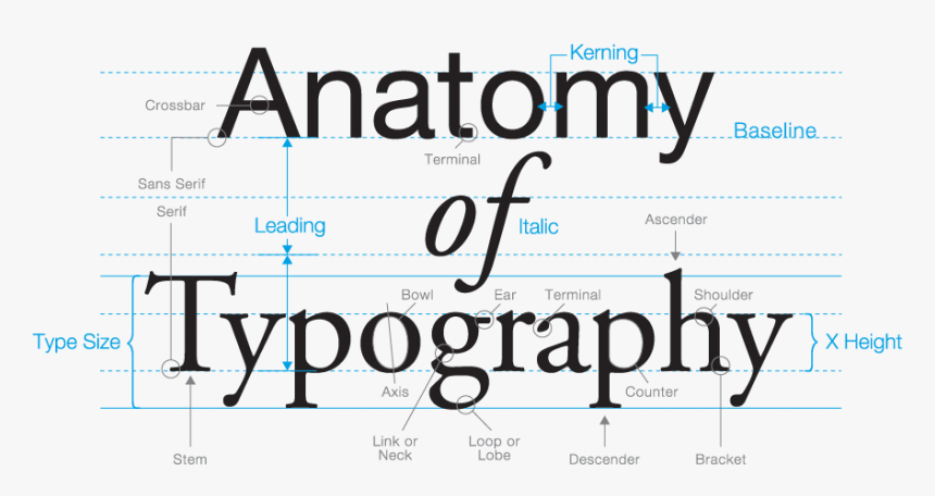 The Anatomy of Type | Quizizz