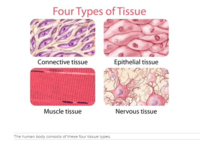 tissues - Year 12 - Quizizz