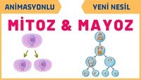 cykl komórkowy i mitoza - Klasa 7 - Quiz