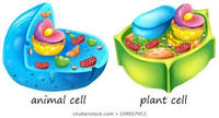 plant biology - Grade 7 - Quizizz