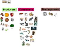 producers and consumers - Class 6 - Quizizz