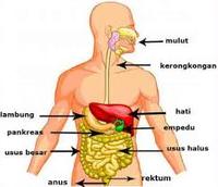 sistem pencernaan dan ekskresi - Kelas 5 - Kuis