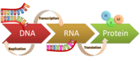 tổng hợp rna và protein - Lớp 9 - Quizizz