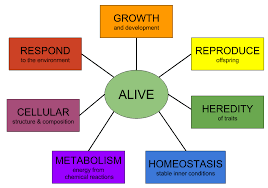 living and non living things - Grade 10 - Quizizz