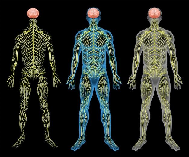 the circulatory and respiratory systems - Year 8 - Quizizz