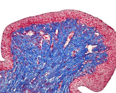 Histologi (Pewarnaan dan Sel)