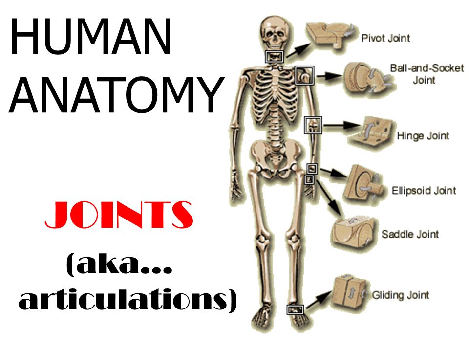 Joints And Movements | Biology Quiz - Quizizz