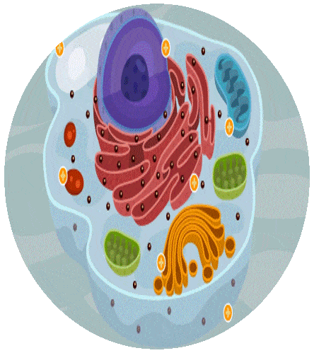 QUIZ CHAPTER 3- LIFE SCIENCE 7° | Quizizz