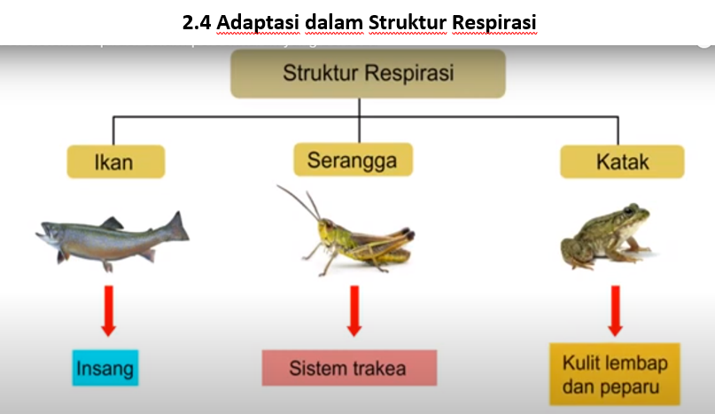 respirasi seluler - Kelas 5 - Kuis