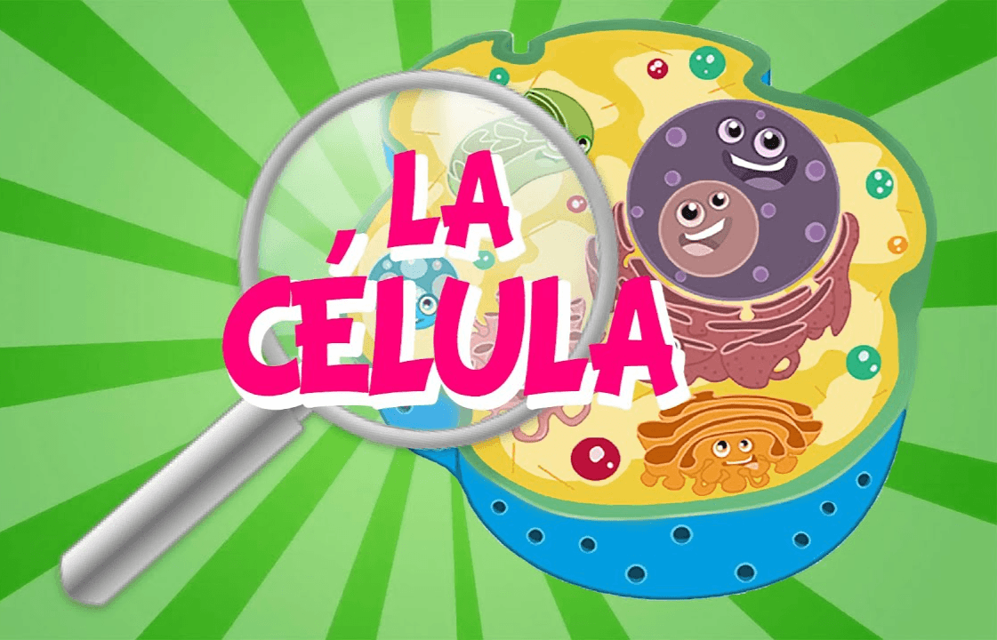 célula vegetal e animal - Série 3 - Questionário