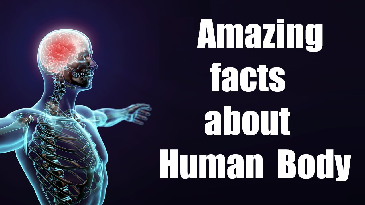 Amazing Facts About Human Body | Science - Quizizz