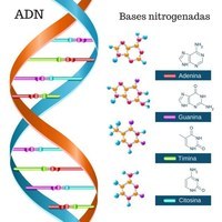 genética - Grado 3 - Quizizz