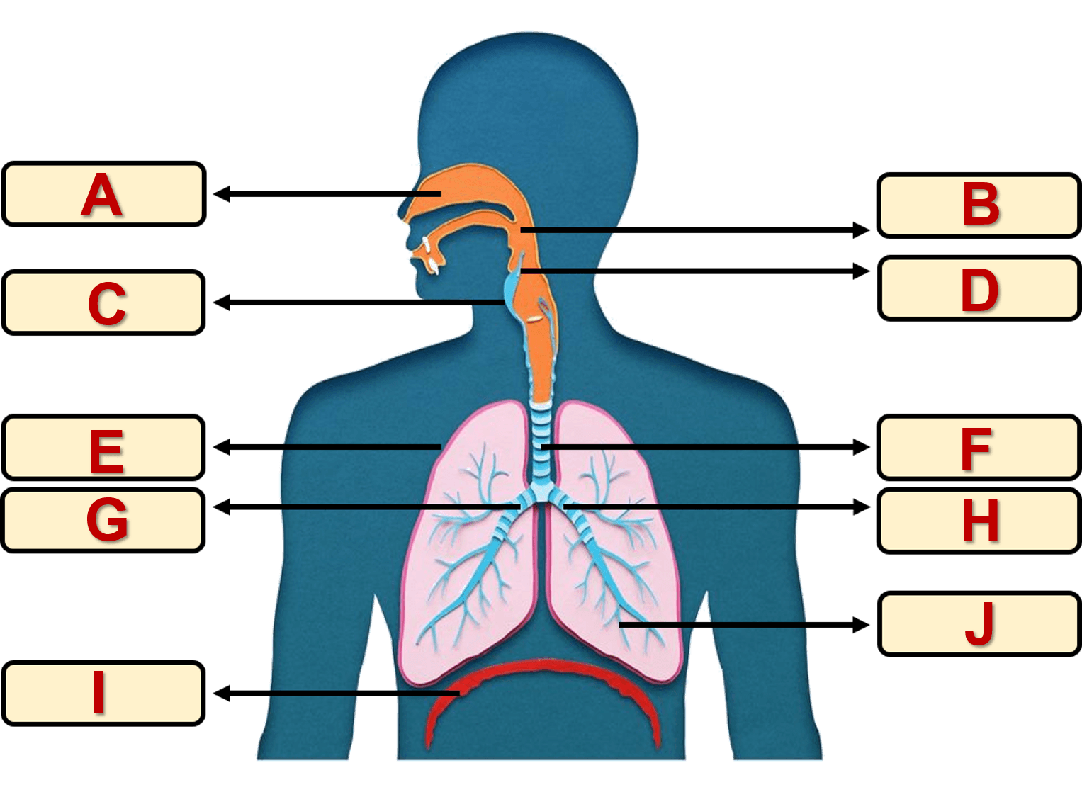 REVIEW - RESPIRATORY SYSTEM | Quizizz