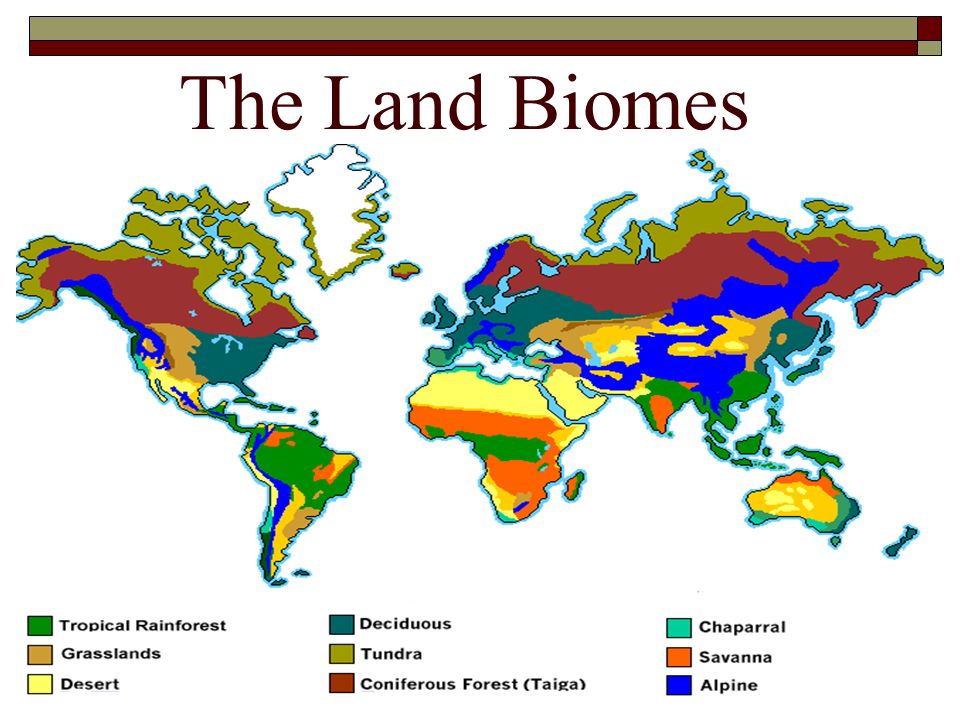 Land Biomes Environment Quiz Quizizz