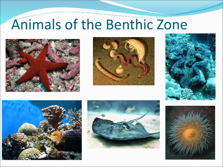 Ocean Zones | Science - Quizizz