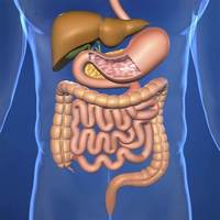 the digestive and excretory systems - Grade 5 - Quizizz