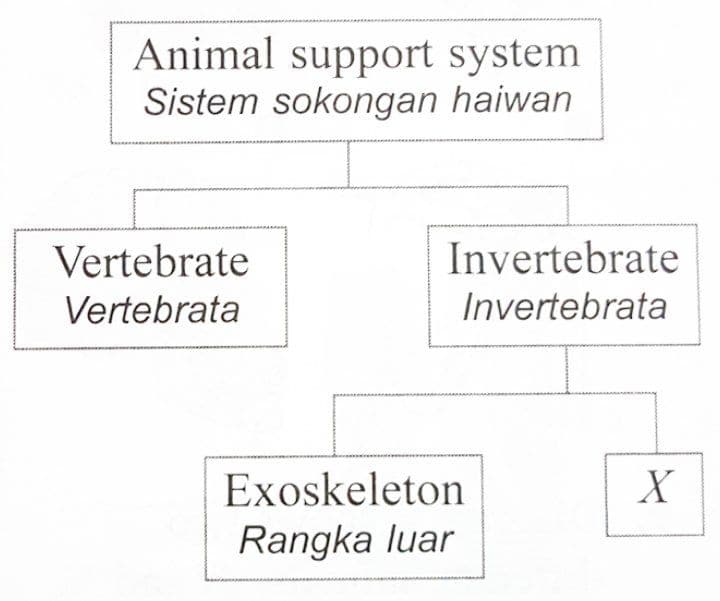 Sains T4 Kssm Bab 6 Sokongan Pergerakan Dan Pertumbuhan Quizizz