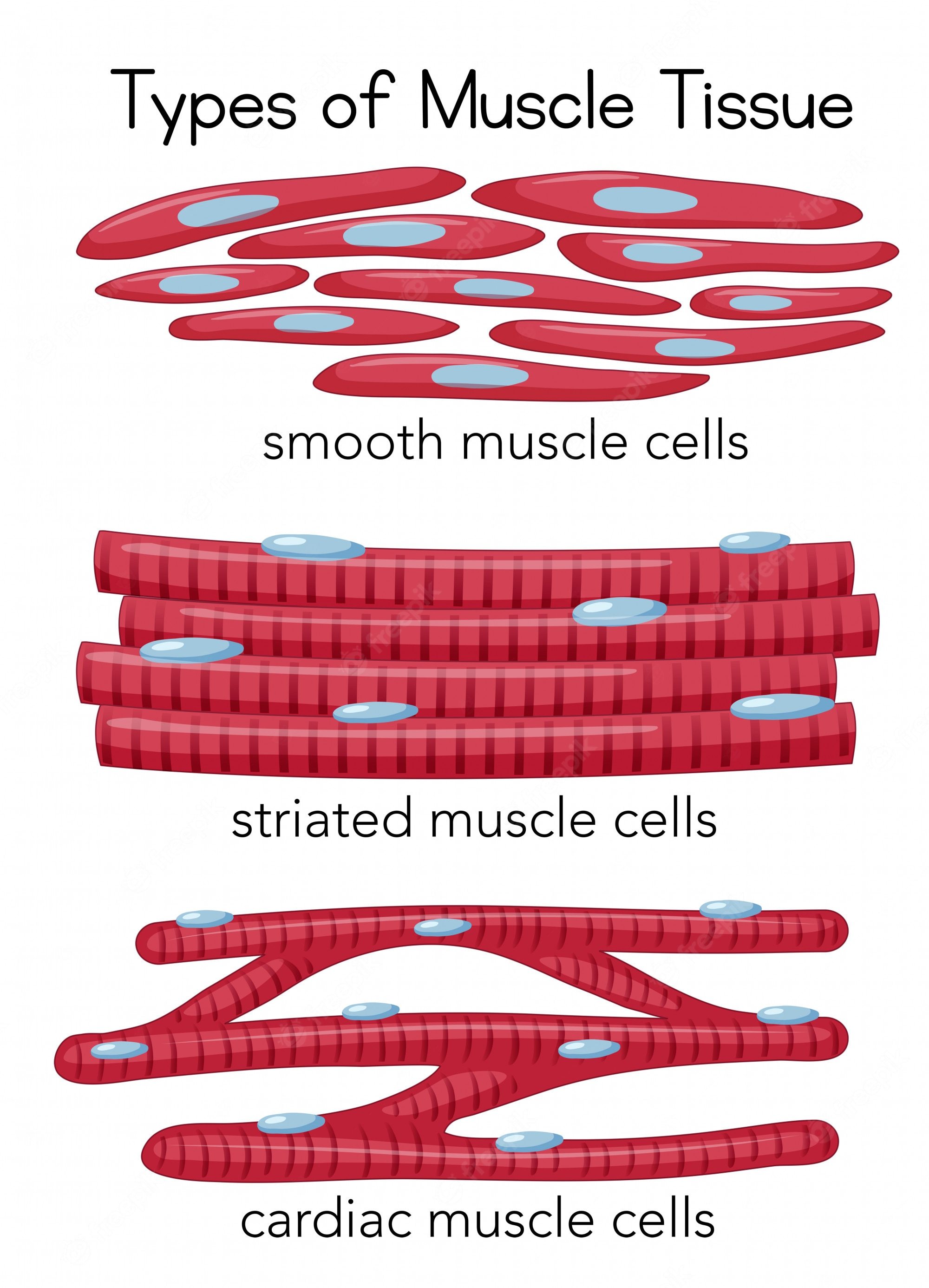 A&P 2.3 Muscle and Nervous Tissue
