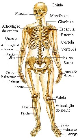 Anatomia Quizzes