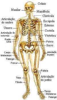 Tarjetas de anatomía - Grado 8 - Quizizz