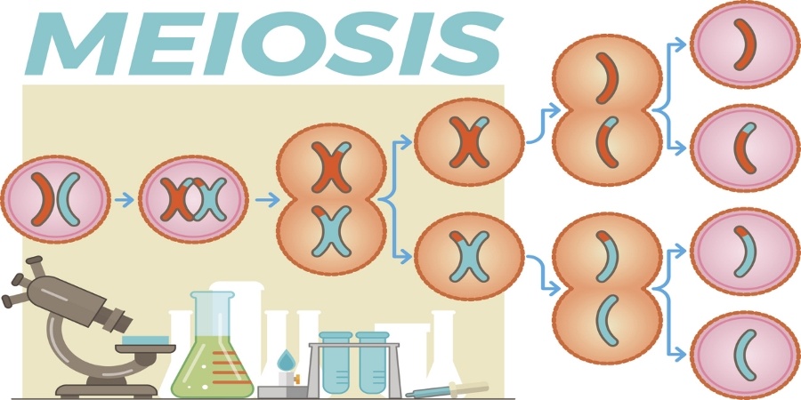 Meiosis | Genetics Quiz - Quizizz