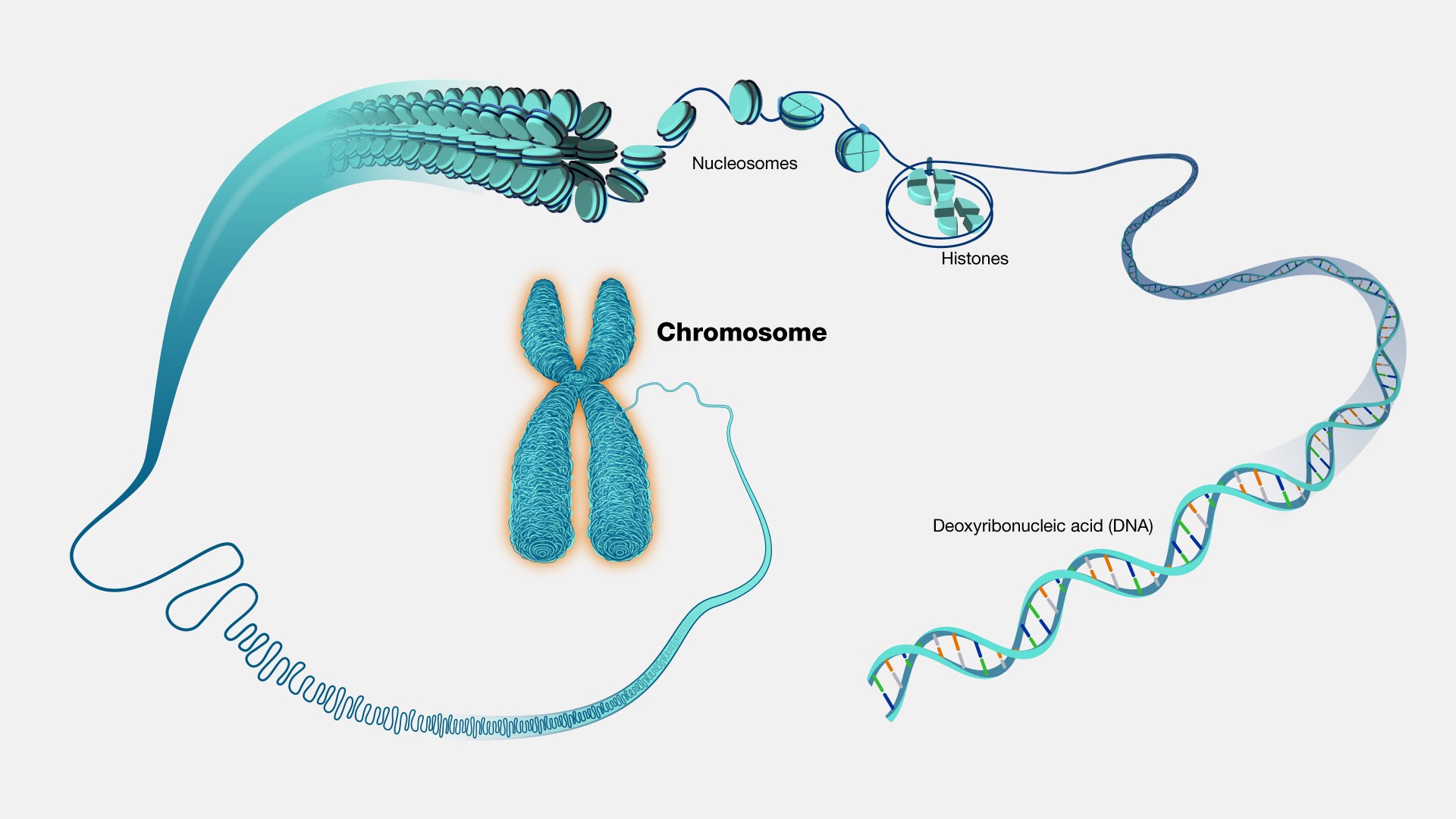 struktura i liczba chromosomów - Klasa 7 - Quiz