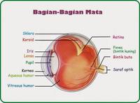 Bagian Kerucut - Kelas 12 - Kuis