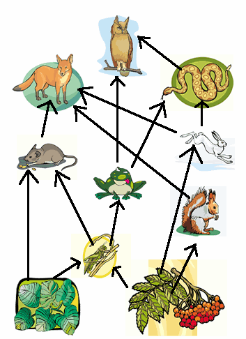 Review Food Web | 960 plays | Quizizz