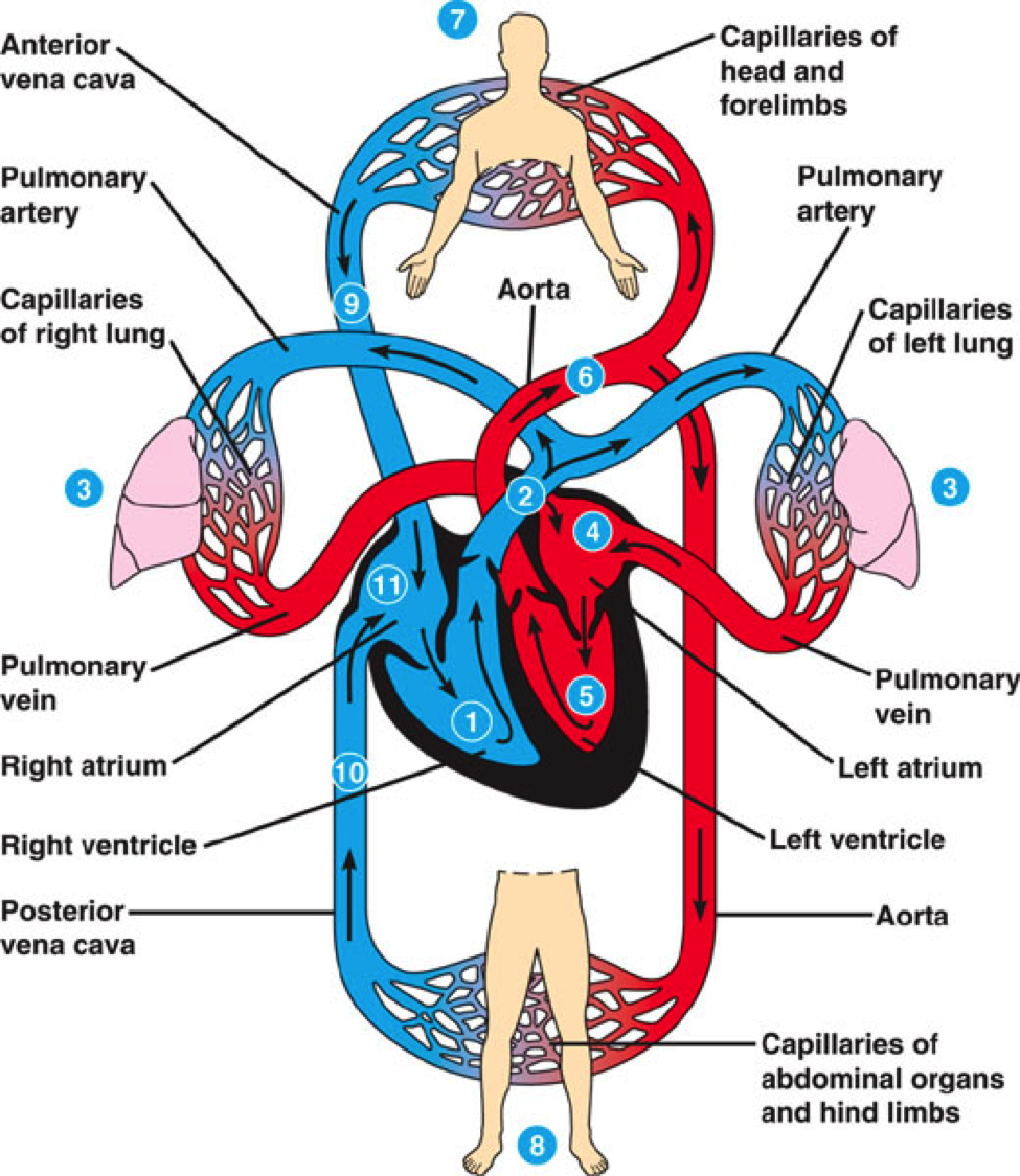 the circulatory and respiratory systems Flashcards - Quizizz
