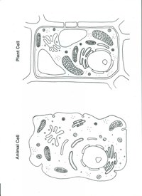 plant and animal cell - Class 6 - Quizizz