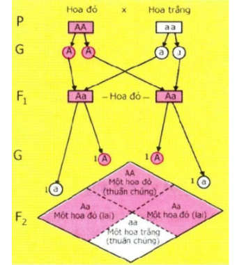 Xác suất & Tổ hợp - Lớp 3 - Quizizz