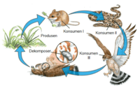 aturan rantai - Kelas 7 - Kuis