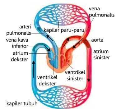 sirkulasi atmosfer dan sistem cuaca - Kelas 11 - Kuis