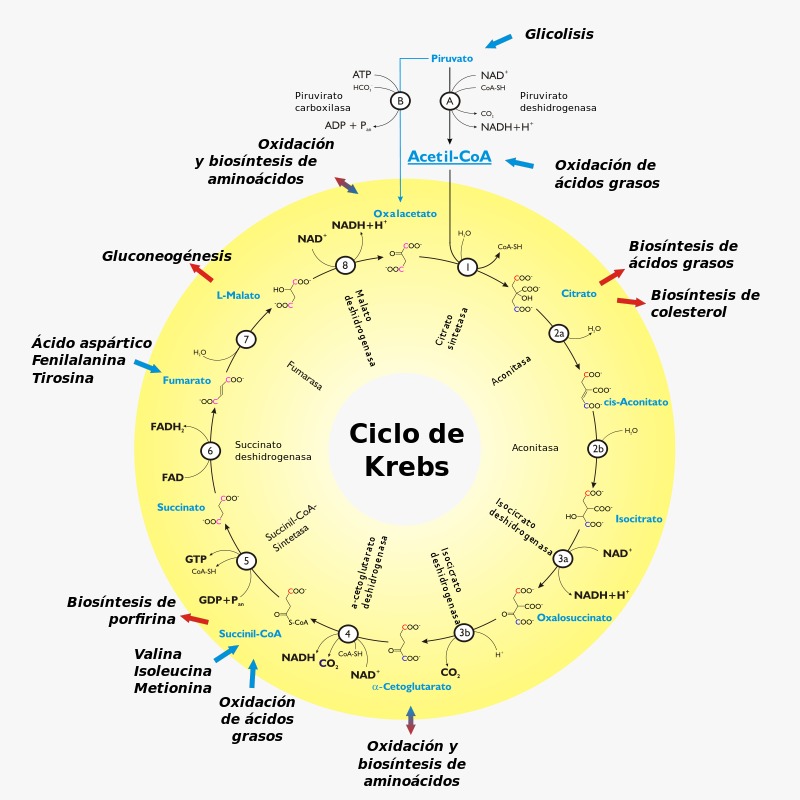 metabolismo - Grado 1 - Quizizz