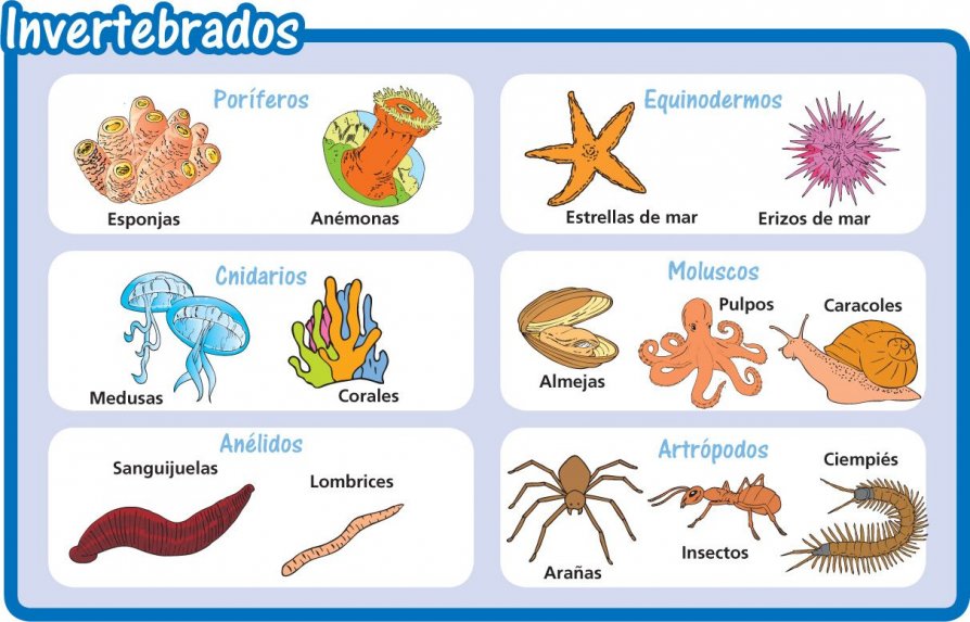 Animales invertebrados | Zoology - Quizizz