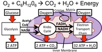 cellular respiration - Class 9 - Quizizz