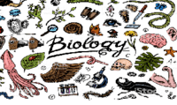 biologi manusia - Kelas 8 - Kuis